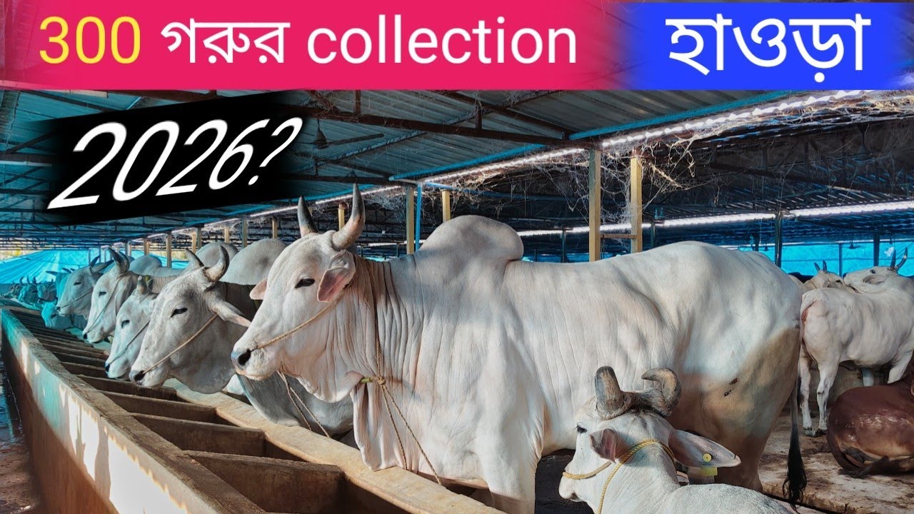 ২০২৬ সালের সেরা আয়োজন! হাওড়ার বিশাল গরুর খামার | 300 Gorur Collection Howrah 2026