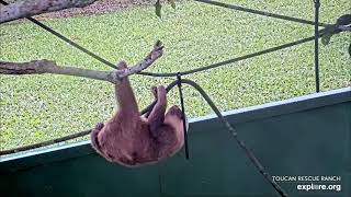 Baby sloth Phoenix climbing around - 12\/07\/23 - SlothTV playground cam via explore.org