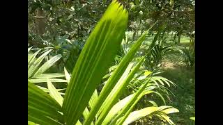 আমের বাগানে মধ্যে সুপারি চাষ সফলতা