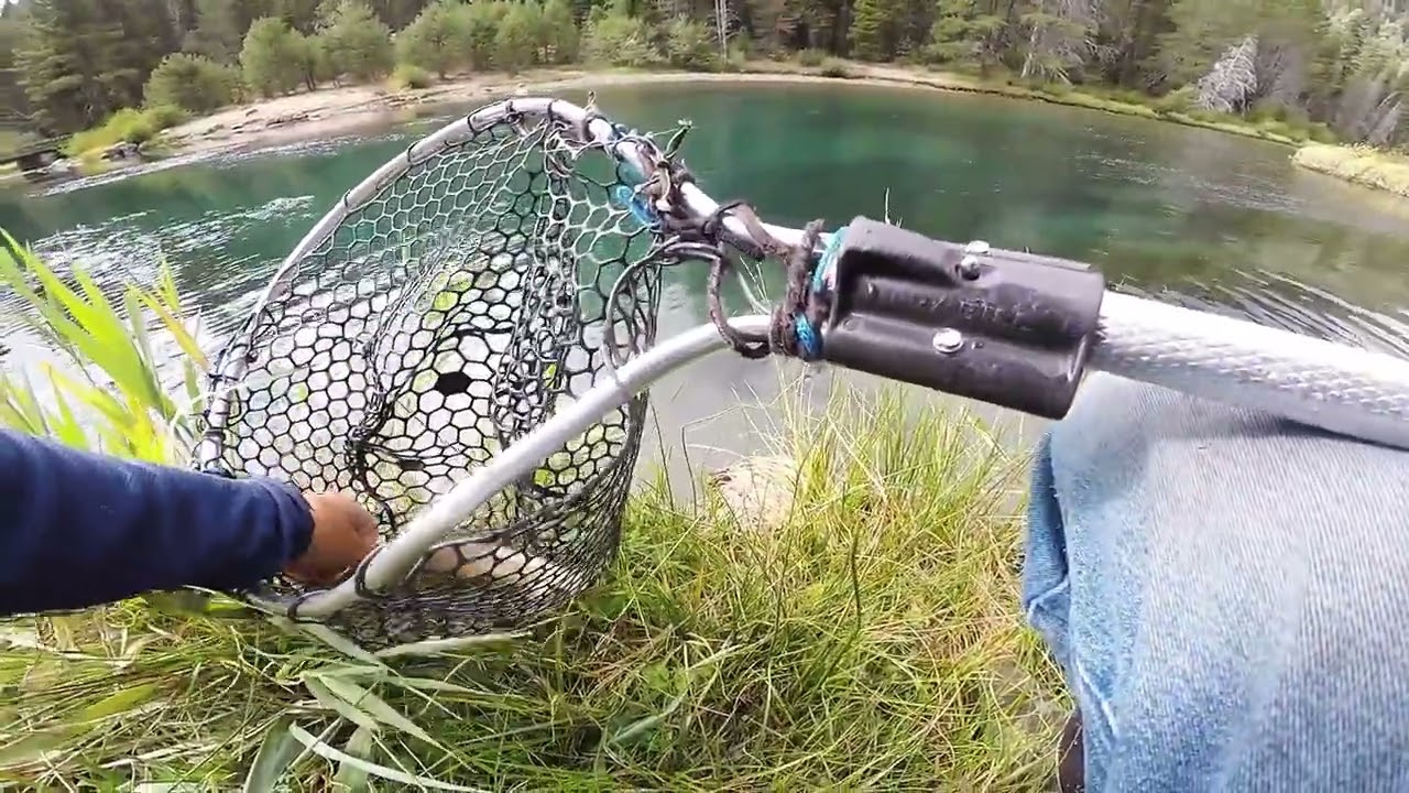 3 Types of Truckee River Trout In a Stretch Close to Tahoe - YouTube