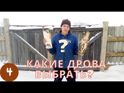 Видео: В чем разница между березой и осиной?