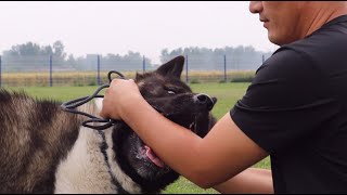 好惊险大秋田犬看到肉以后暴露出的护食本性真让人不寒而栗\Thrilling! Akita’s nature of food aggression is chilling!