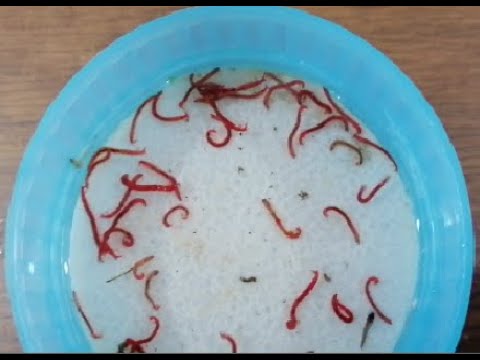 Video: ¿Puedes alimentar a los peces con gusanos de sangre todos los días?