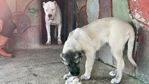 KANGAL RENA ESCOBARI KEMNE YAKLATIRMADI ..!