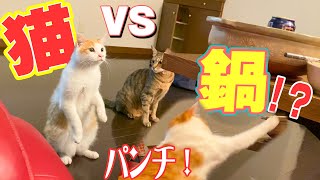 【え】鍋のことが怖くて怖くてパンチしてしまう猫