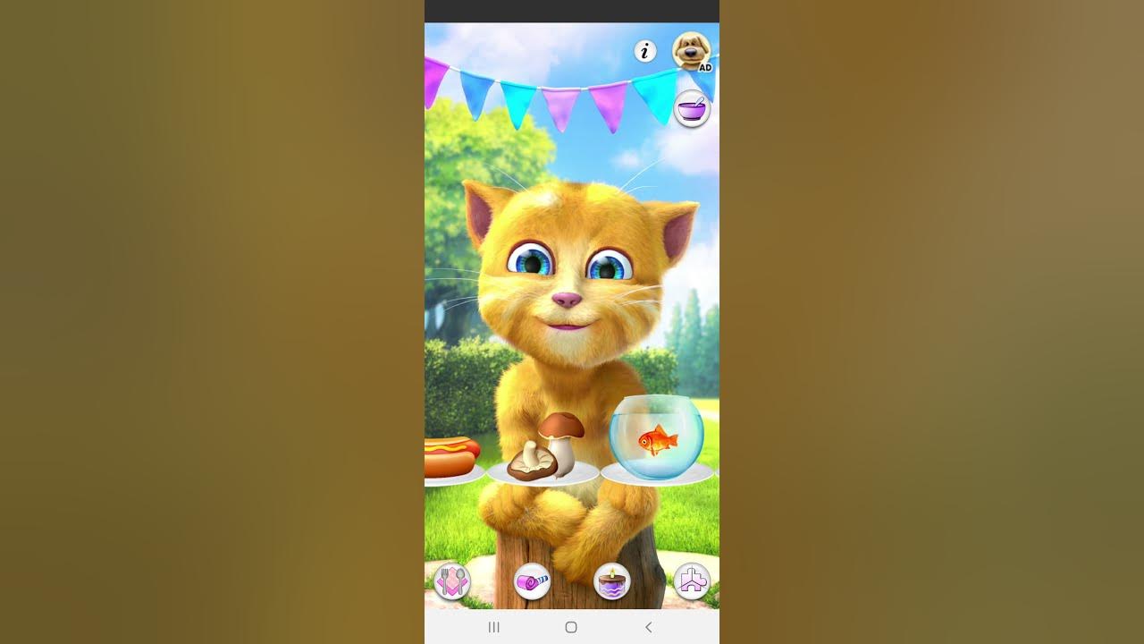 Говорящий джинджер 2. Talking ginger 1. My talking джинджер. Джинджер из тома фото. Джинджер кот.