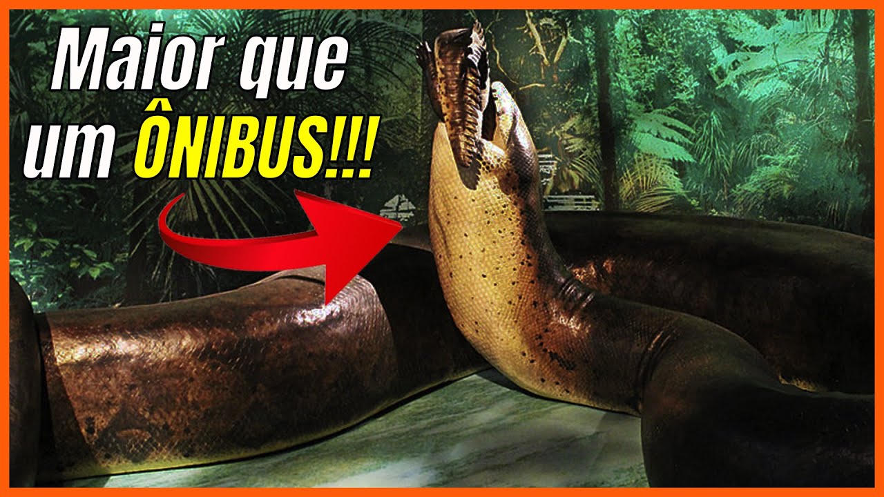 Titanoboa, Gigantophis, Anaconda e Píton: As maiores cobras do mundo! | Feat. @Papo de Cobra