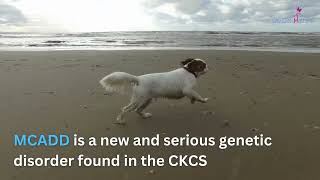 MCADD - A New Disease Found in Cavalier King Charles Spaniels (Updated Oct 2023) by Cavalier Matters 176 views 6 months ago 29 seconds