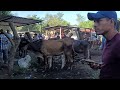 Vacas Paridas en El Tránsito San Miguel El Salvador On 05/12/2023