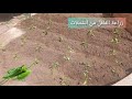 زراعة الفلفل الاخضر من الشتلات خطوة خطوة بالتفصيل للمبتدئين 