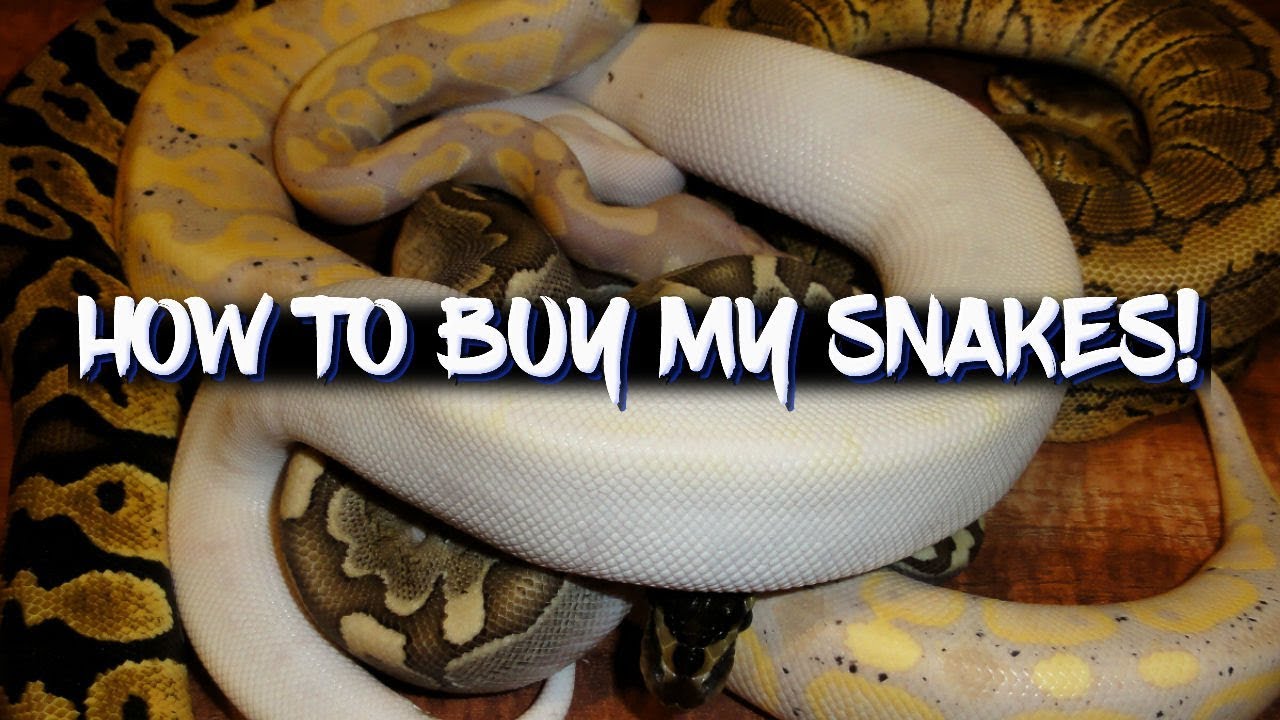 How to buy my snakes - YouTube