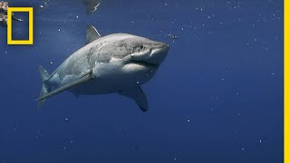 Great White Sharks of Guadalupe Island | Most Wanted Sharks