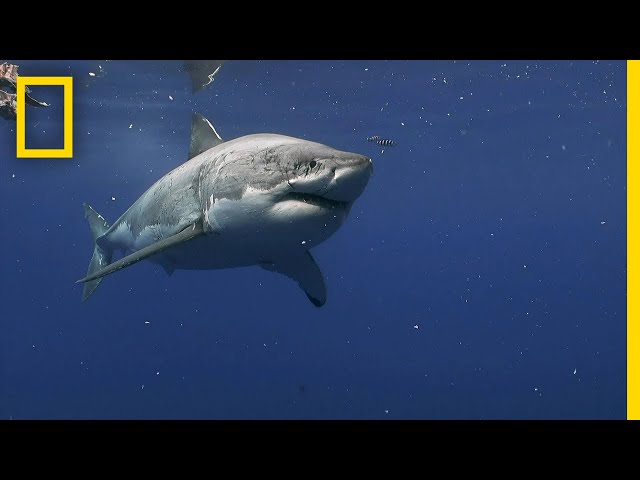 Great White Sharks of Guadalupe Island | Most Wanted Sharks class=