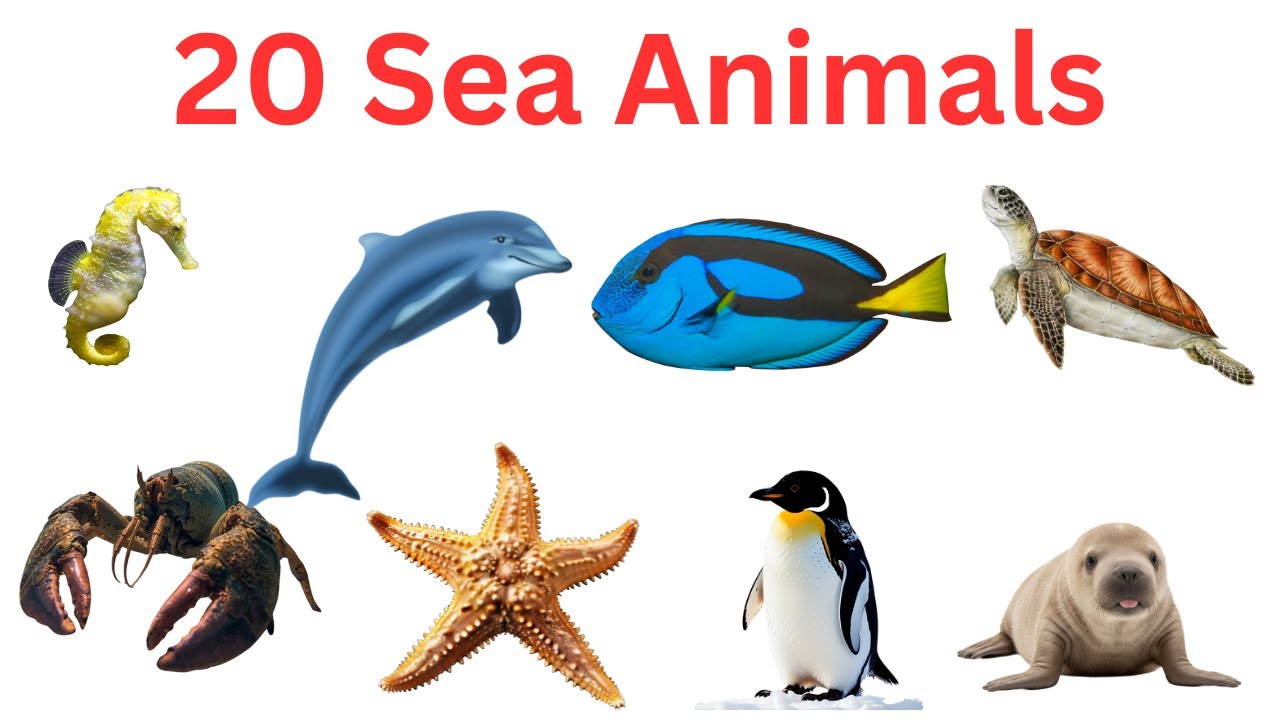20 Sea Animals for Kids | Learn Ocean Animal Names | Fun Educational Video 