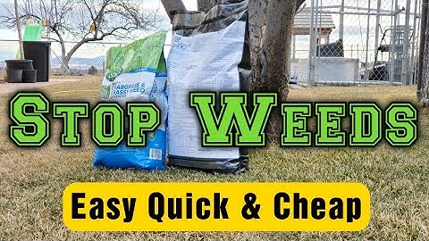 How To Prevent Weeds In The Lawn In The Spring & Summer: Best Pre-Emergents Compared