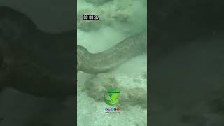 موراي ثعابين البحر تقاتل حتى الموت