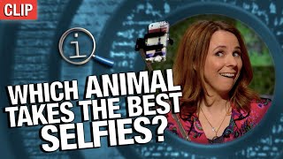 QI | Which Animal Takes The Best Selfies?