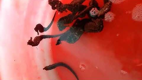 Thế Giới Rượu Ngâm - Địa chỉ bán Cá Ngựa Sống duy nhất tại khu vực TpHCM.