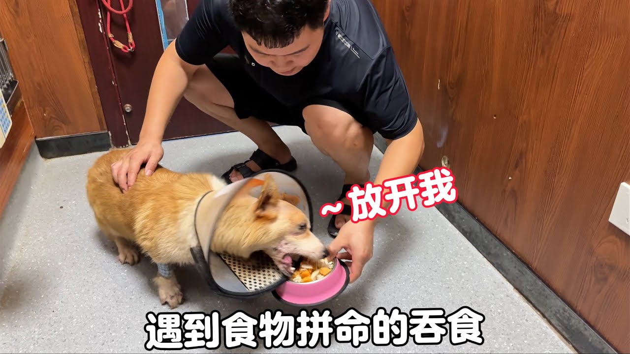 煮營養餐去看望兩只住院的狗狗，見到食物後拼命得吞食，讓人心酸