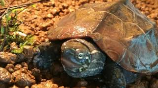 クサガメを水換えなしで飼育したい！！