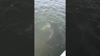 Dolphins feeding next to boat, Iluka Bay