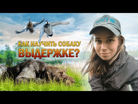 Как научить охотничью собаку выдержке / How to teach a hunting dog endurance