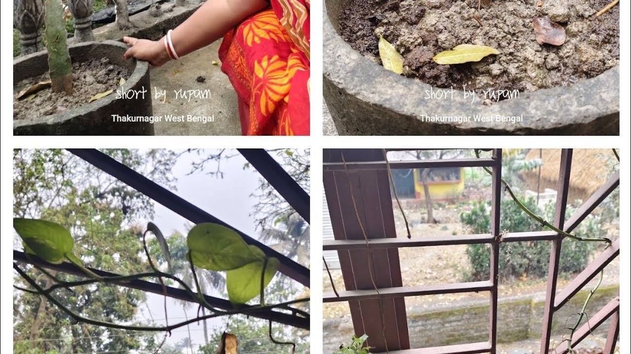 আজ সারাদিন ড্রাগন গাছ পরিচর্যা করলাম আর র মানি প্লান্ট 