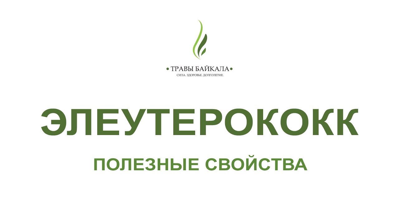 Элеутерококк колючий, корень: полезные свойства и применение. «Травы Байкала»