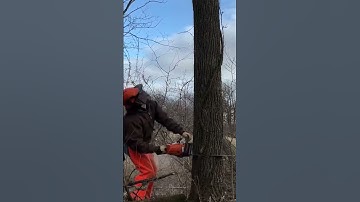 Stihl ms261c Felling Walnut🪵#shorts #stihlms261c #shortvideo
