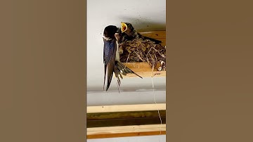 Thumbnail of Swallow bird feeding babies.  #swallow bird #birds #feeding #nature
