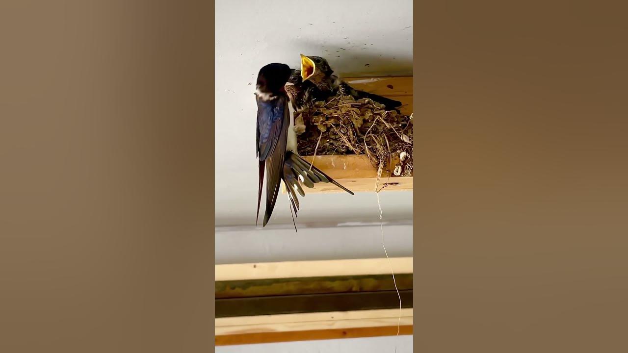 Swallow bird feeding babies.  #swallow bird #birds #feeding #nature
