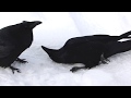 Raven in Love, Maybe!  Churchill, Manitoba