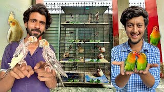 Cocktail aur Fischer Parrot Colony Ly Li 🥳🦜