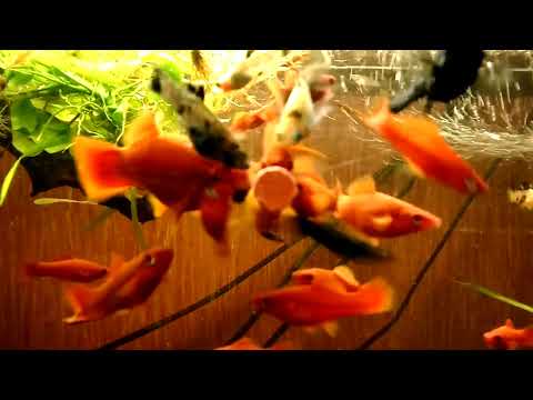 Video: Augalai Žuvims