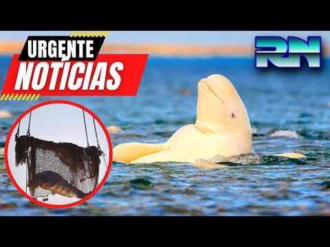 Morre beluga encalhada no rio Sena, próximo a Paris