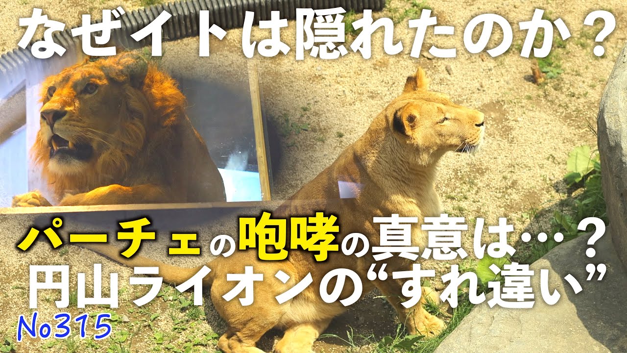 No315 パーチェの咆哮にイトが隠れた理由とは？円山動物園ライオンたち