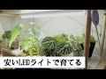 【植物棚にLEDライトを設置】育成ライトではないけど、明るくて良い！