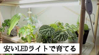 【植物棚にLEDライトを設置】育成ライトではないけど、明るくて良い！