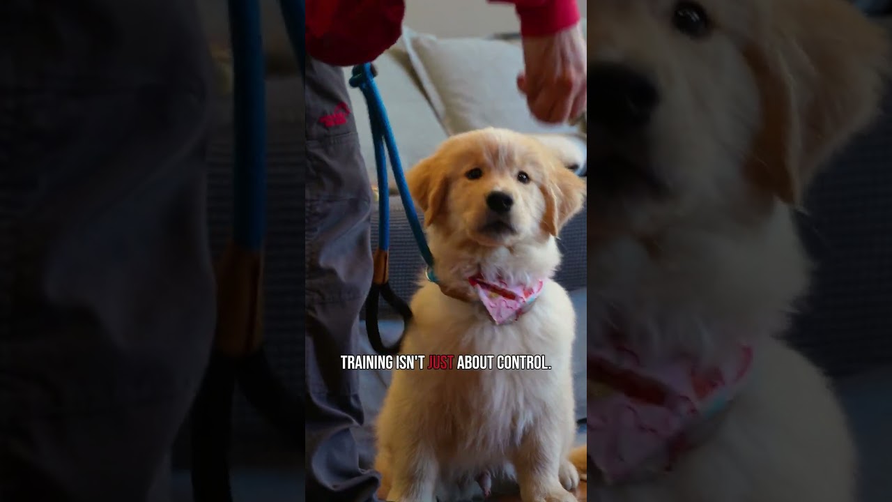 Training isn't just about tricks – it's about SAFETY! 🚨