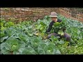 Breakfast and the life of cabbage, kohlrabi, cauliflower, Survival Instinct, Wilderness Alone (ep179