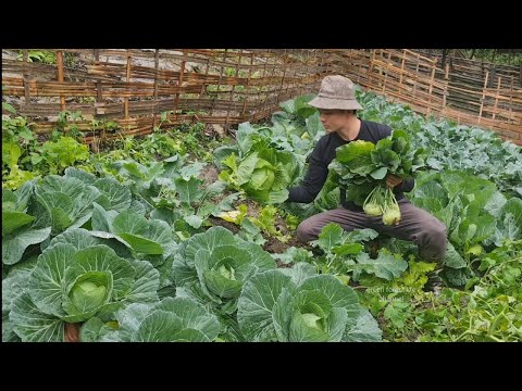 Video: Growing Kohlrabi Greens - Is Kohlrabi Blare eetbaar