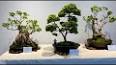 The Intriguing World of Bonsai: Miniature Masterpieces of Nature ile ilgili video