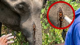 Trunk Injured by Gunshots, Body Full of Lumps | Rescuers Risk Their Lives to Save the Elephant