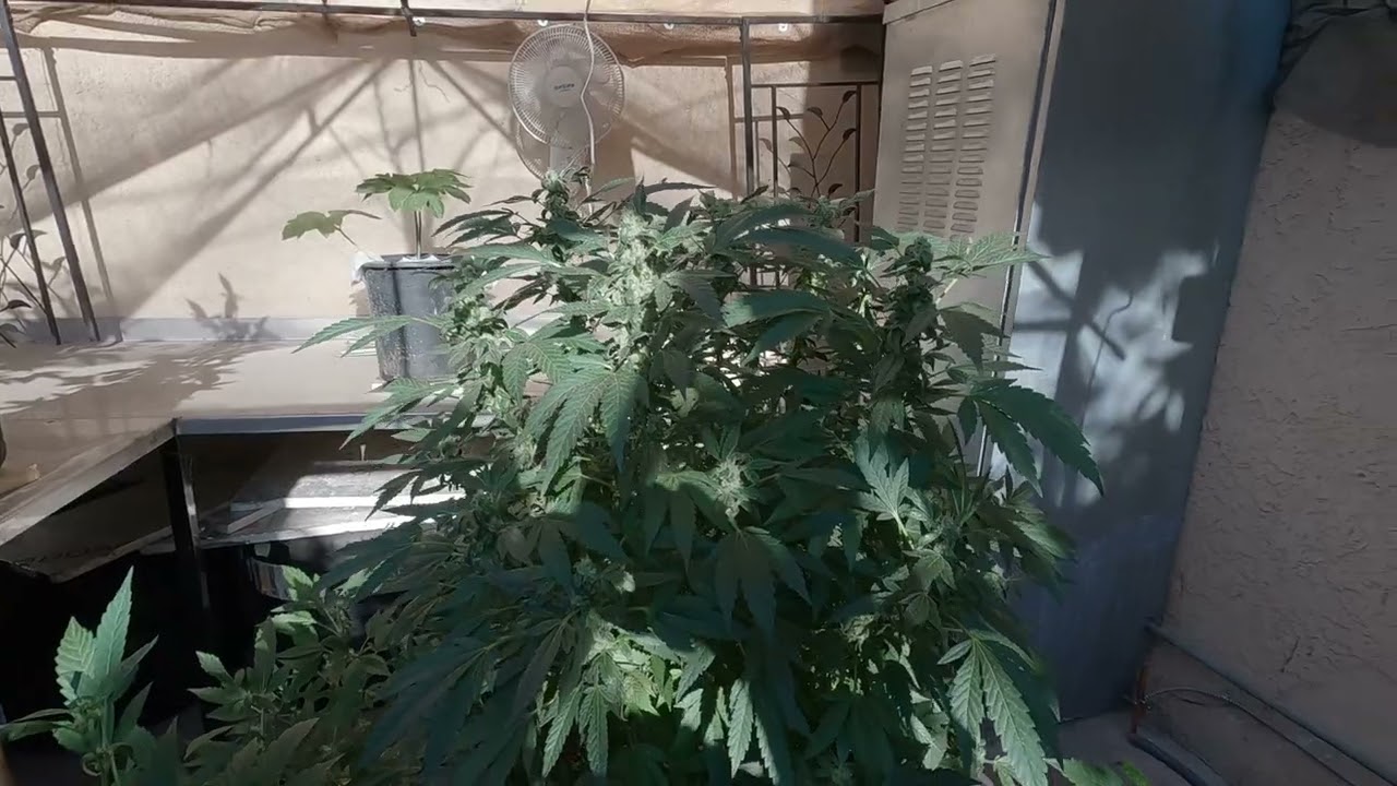 Feminized Cherry Dulce marijuana plants, fool of pollen sacs