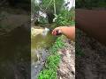 Best River Fishing Technique Catching Big Fish in Clear Water #fishing #shortvideo