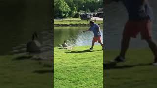 Wait for it! Hilarious moment goose attacks golfer