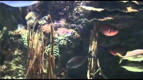 PL JOURNAL4: EVOLUTION, CREATION, DESIGN MODELS FOR FIRST FOSSIL FISH