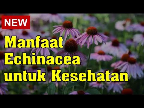 Video: Adakah rusa akan makan echinacea?