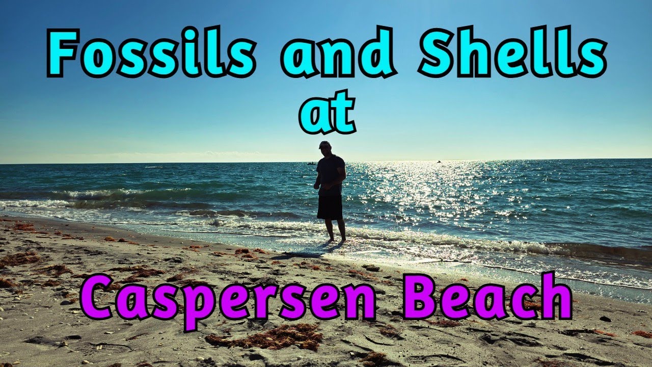 Окаменелости и раковины на пляже Касперсен — поиски окаменелостей миоценового периода на пляже.