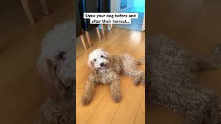 My puppy left the groomer looking like this…  #goldendoodle #shortsvideo #dog #funny